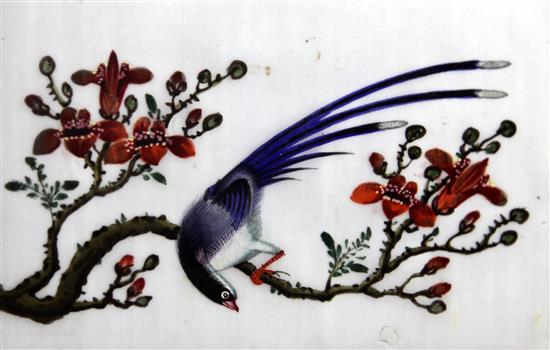 Five Chinese pith paintings of birds, late 19th century, 14 x 21cm, later mounted, framed and glazed